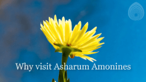 Asharum Amonines